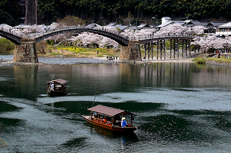 【作品名】桜舟 撮影者:渡辺 晴芳 様 夢街道ルネサンス認定地区名:岩国往来(山口県岩国市岩国)
