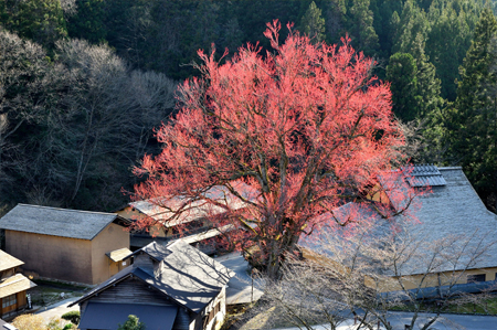 【作品名】神の木「炎」 撮影者：藤原 和彦 様 【夢街道ルネサンス認定地区名】たたら歴史街道･吉田町と鉄師田部家（島根県雲南市吉田町）
