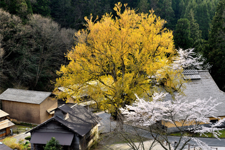 【作品名】神の木「黄金」 撮影者：藤原 和彦 様 【夢街道ルネサンス認定地区名】たたら歴史街道･吉田町と鉄師田部家（島根県雲南市吉田町）