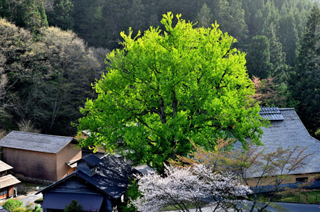 【作品名】神の木「緑」：藤原 和彦 様 【夢街道ルネサンス認定地区名】たたら歴史街道･吉田町と鉄師田部家（島根県雲南市吉田町）